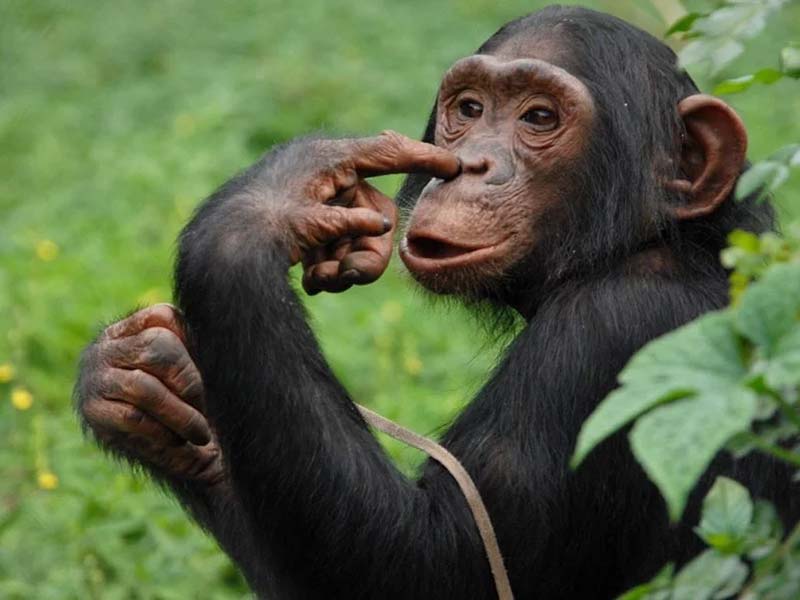 A-Chimpanzee-at-Ngamba-Island-Chimpanzee-Sanctuary